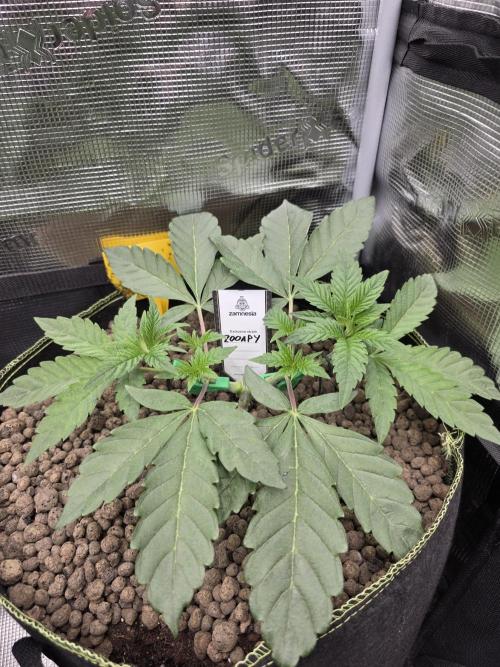 Zooapy   T.H Seeds ×Zamnesia. Week 5