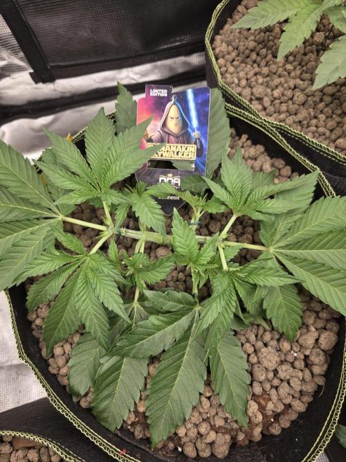 Bananakin Skywalker. Week 5