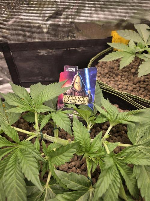 Bananakin Skywalker. Week 5