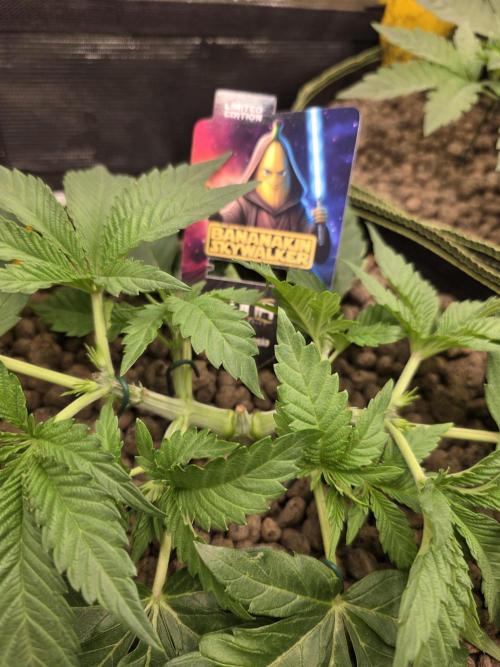 Bananakin Skywalker. Week 5