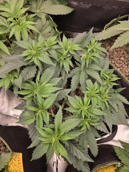 Nectar Drip Nr.2. Week 9