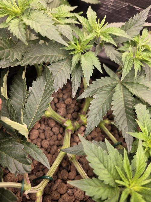 Nectar Drip Nr.2. Week 9