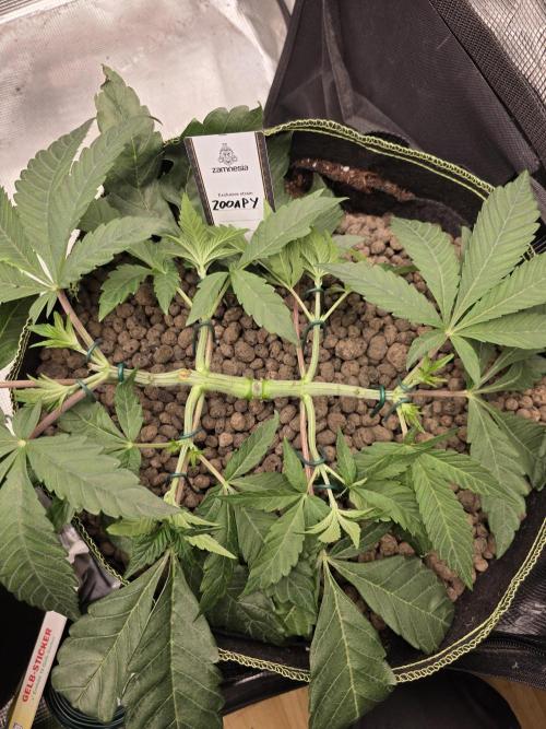 Zooapy   T.H Seeds ×Zamnesia. Week 6