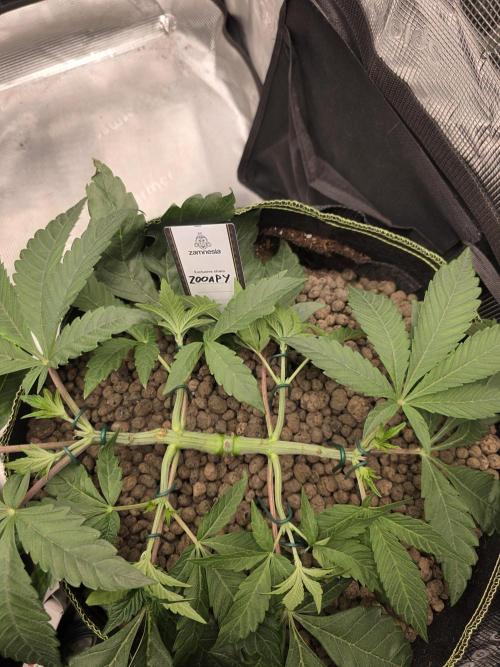 Zooapy   T.H Seeds ×Zamnesia. Week 6