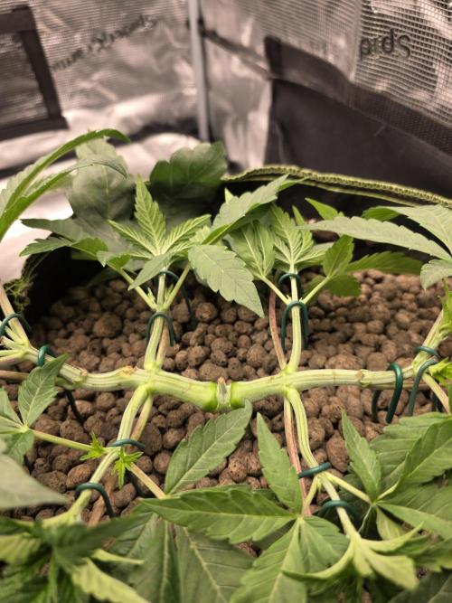 Zooapy   T.H Seeds ×Zamnesia. Week 6