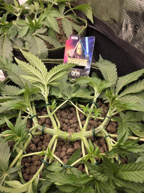 Bananakin Skywalker. Week 6