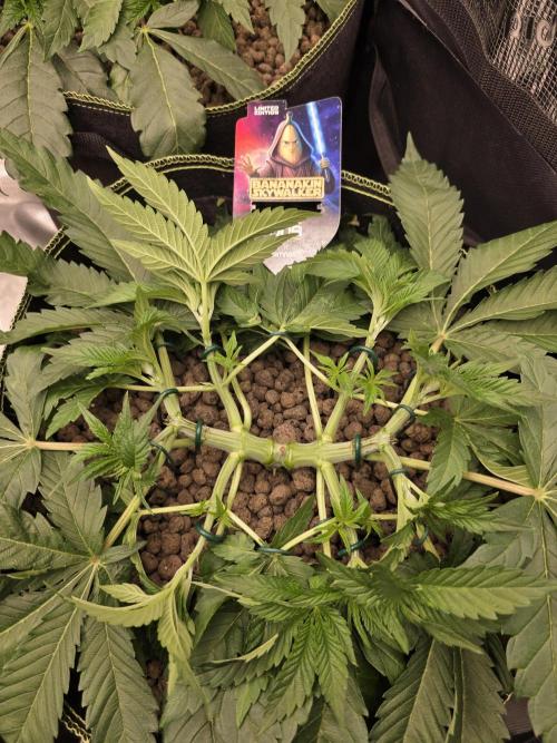 Bananakin Skywalker. Week 6