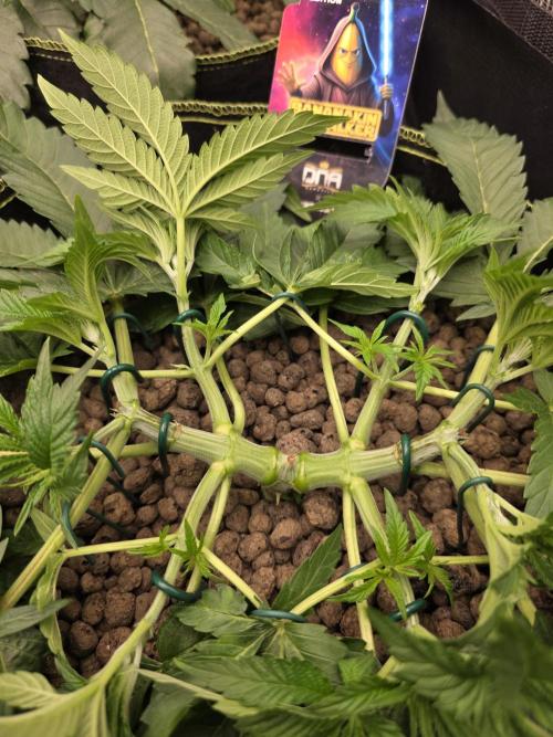 Bananakin Skywalker. Week 6