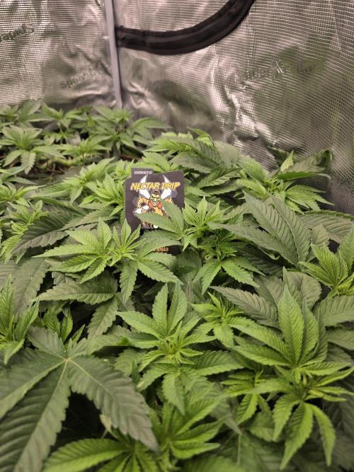 Nectar Drip. Week 7