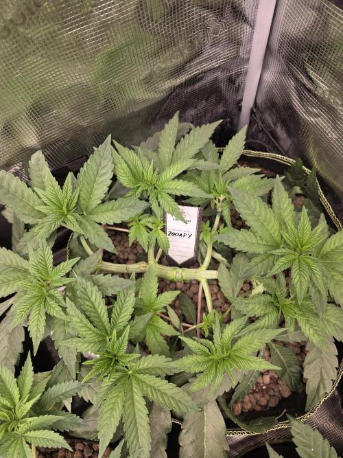 Zooapy   T.H Seeds ×Zamnesia. Week 7