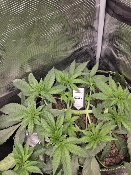 Zooapy   T.H Seeds ×Zamnesia. Week 7