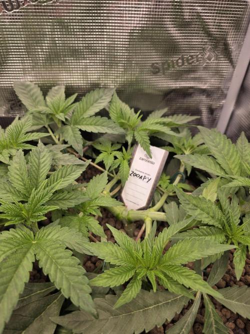 Zooapy   T.H Seeds ×Zamnesia. Week 7