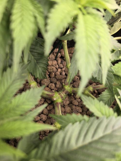 Nectar Drip Nr.2. Week 10