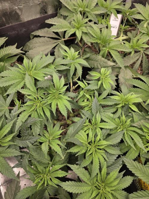 Nectar Drip Nr.2. Week 10