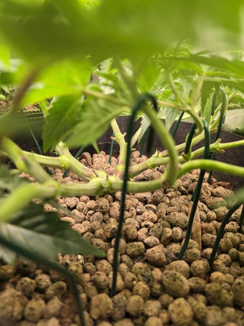 Nectar Drip Nr.2. Week 10