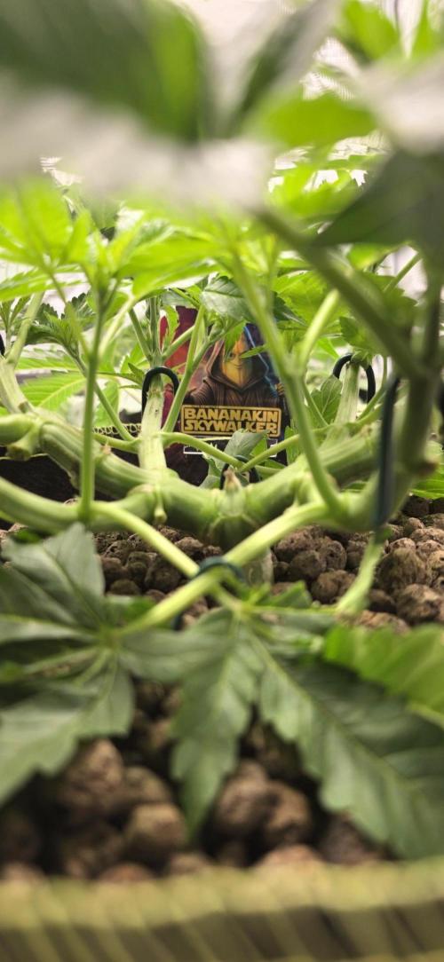 Bananakin Skywalker. Week 7