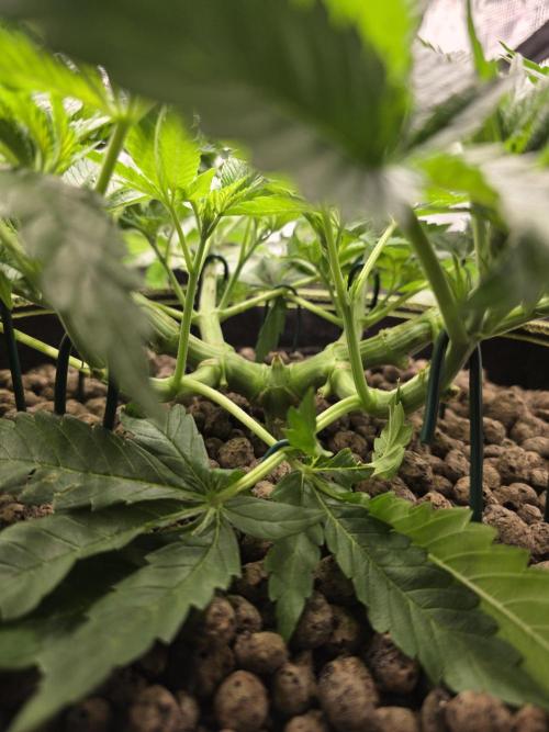 Bananakin Skywalker. Week 7