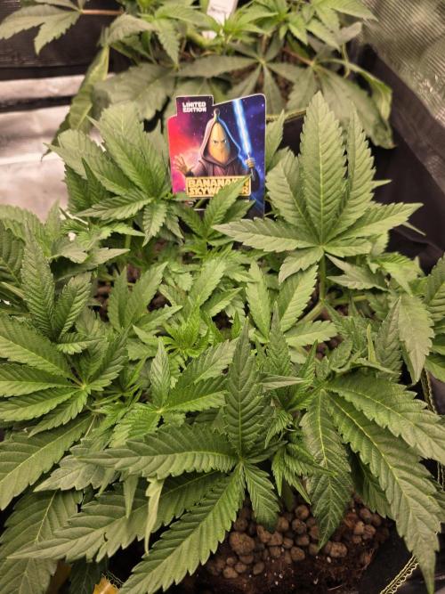 Bananakin Skywalker. Week 7