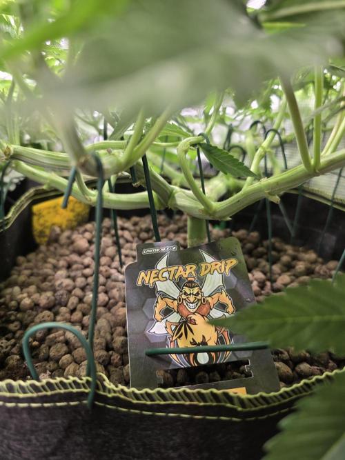 Nectar Drip. Week 8
