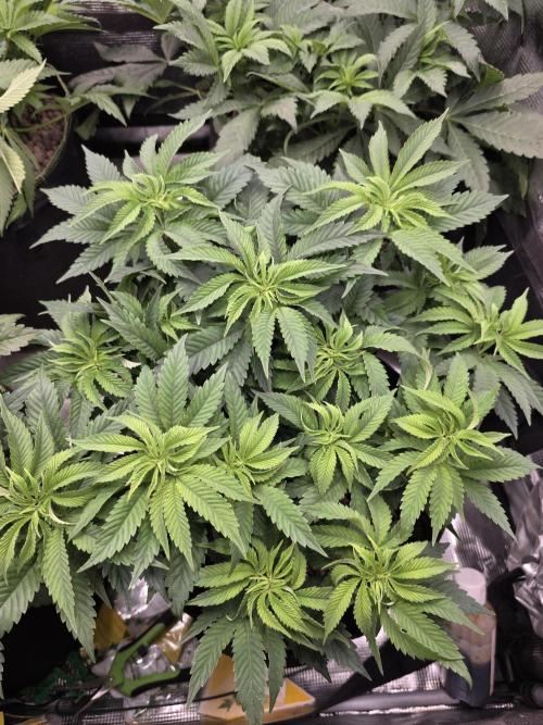 Nectar Drip Nr.2. Week 11