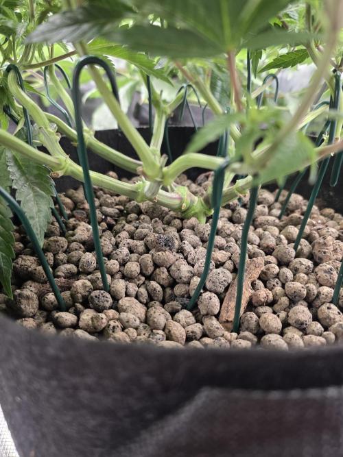 Nectar Drip Nr.2. Week 11