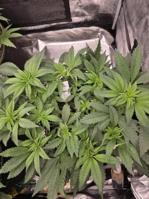 Zooapy T.H Seeds ×Zamnesia. Week 8