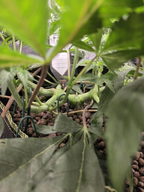 Zooapy T.H Seeds ×Zamnesia. Week 8