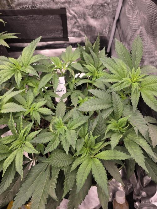 Zooapy T.H Seeds ×Zamnesia. Week 8