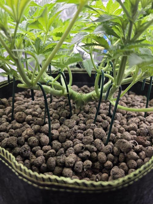 Bananakin Skywalker. Week 8