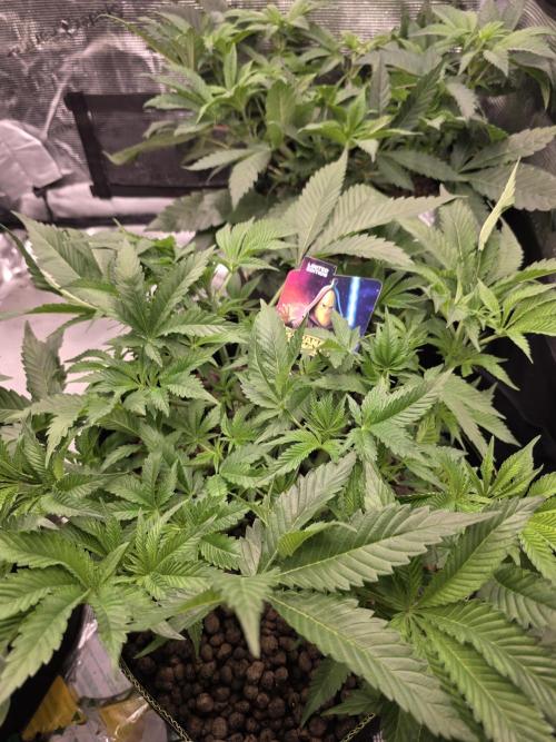 Bananakin Skywalker. Week 8