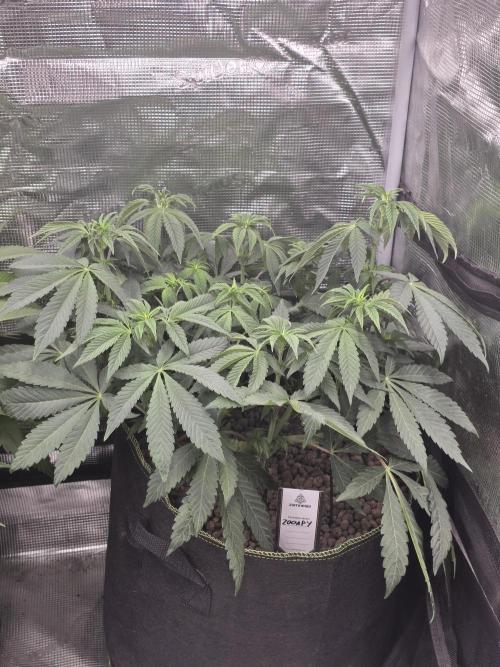 Zooapy   T.H Seeds ×Zamnesia. Week 9