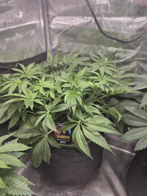 Bananakin Skywalker. Week 9