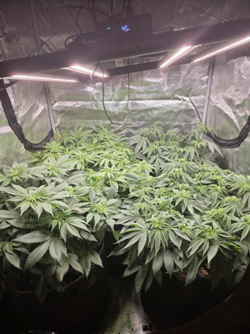 Bananakin Skywalker. Week 9