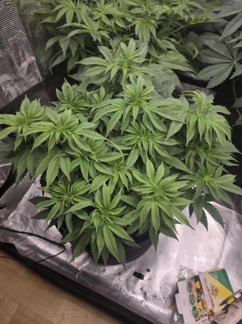 Nectar Drip Nr.2. Week 12