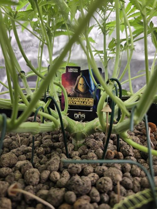 Bananakin Skywalker. Week 10
