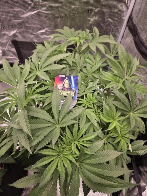 Bananakin Skywalker. Week 10