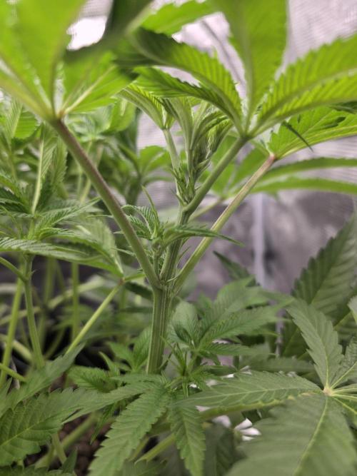 Bananakin Skywalker. Week 10