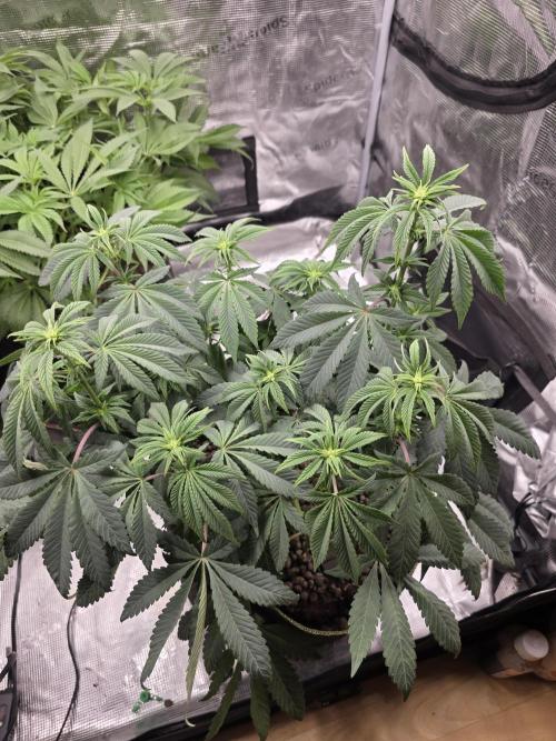 Zooapy   T.H Seeds ×Zamnesia. Week 10