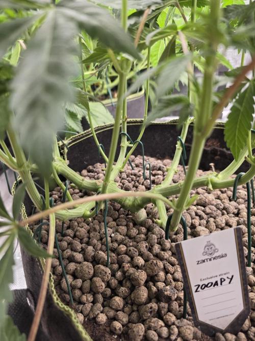 Zooapy   T.H Seeds ×Zamnesia. Week 10