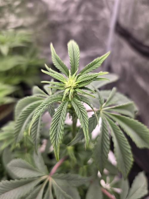 Zooapy   T.H Seeds ×Zamnesia. Week 10