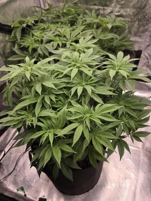 Nectar Drip Nr.2. Week 13