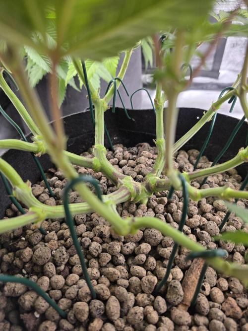 Nectar Drip Nr.2. Week 13