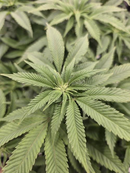 Nectar Drip Nr.2. Week 13