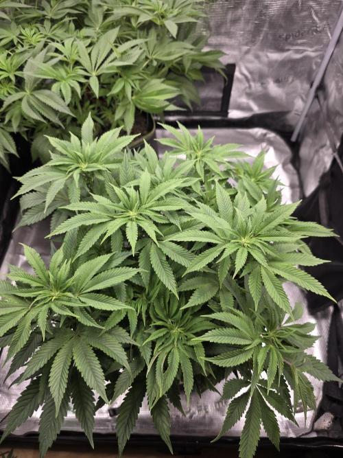 Nectar Drip Nr.2. Week 13