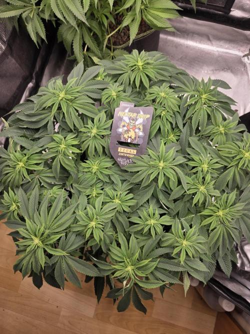 Nectar Drip. Week 10