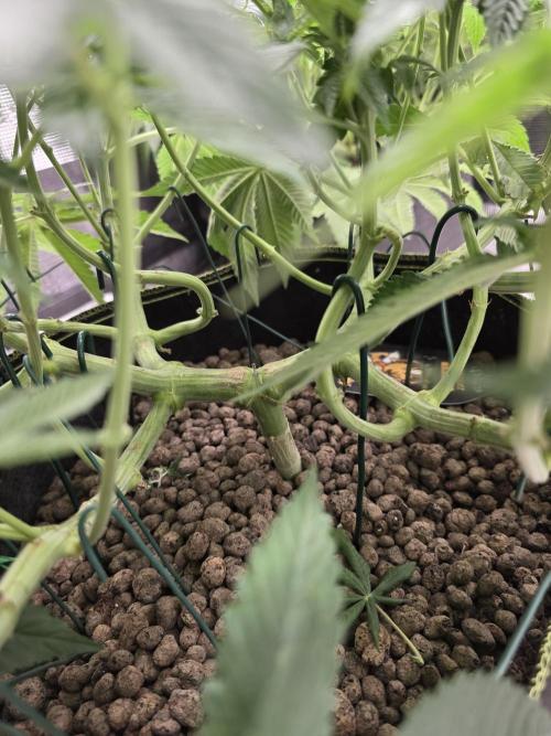 Nectar Drip. Week 10