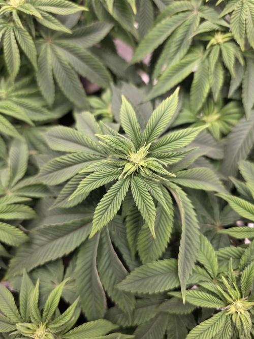 Nectar Drip. Week 10