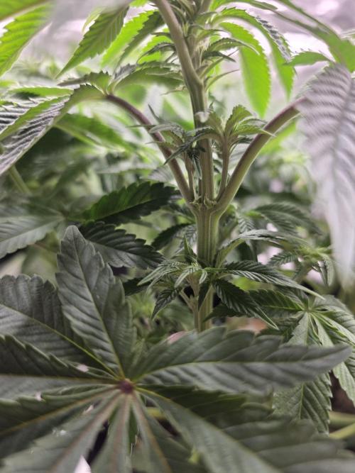 Nectar Drip. Week 10