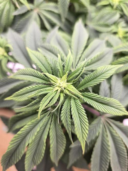 Nectar Drip. Week 10