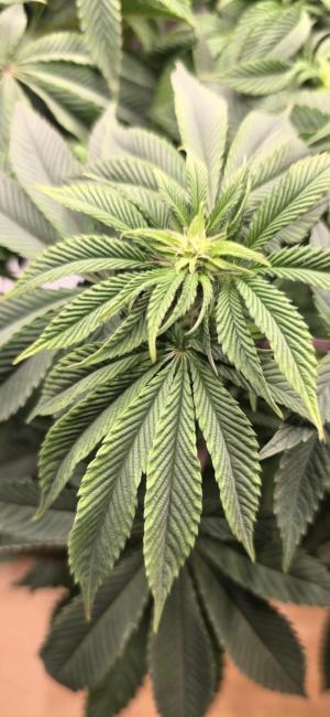 Comment by habibi photo #1